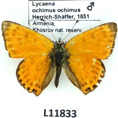 Lycaenidae, Lycaena ochimus ochimus, male, B, Armenia
