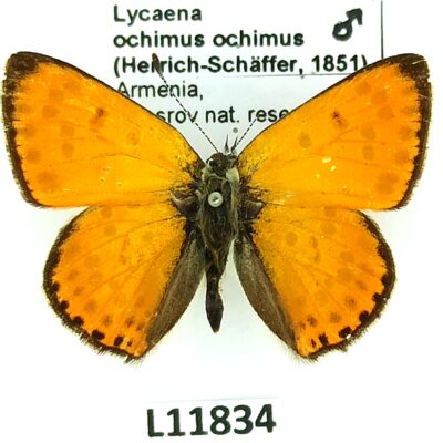 Lycaenidae, Lycaena ochimus ochimus, male, A2-, Armenia