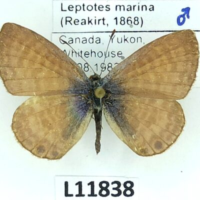 Lycaenidae, Leptotes marina, male, A1/A1-, Canada