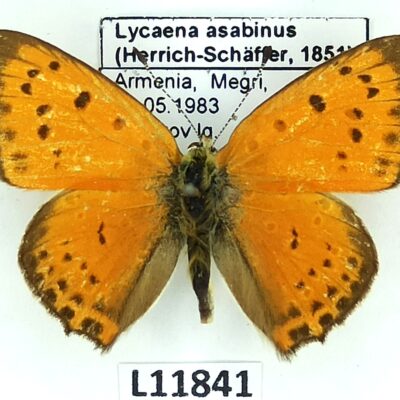 Lycaenidae, Lycaena asabinus, male, A-, Armenia