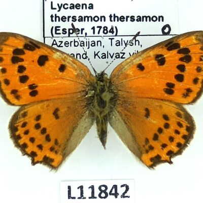 Lycaenidae, Lycaena thersamon thersamon, female, A1-, Azerbaijan