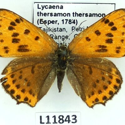 Lycaenidae, Lycaena thersamon thersamon, female, A2-, Tajikistan