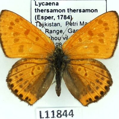 Lycaenidae, Lycaena thersamon thersamon, male, A-, Tajikistan