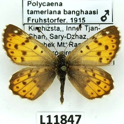 Riodinidae, Polycaena tamerlana banghaasi, male, A1/A1-, Kyrgyzstan