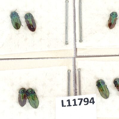 Buprestidae, Anthaxia fulgurans, 4 pair, A1, Ukraine