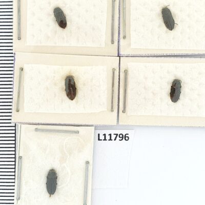 Buprestidae, Anthaxia morio, 5 ex., A1, Ukraine