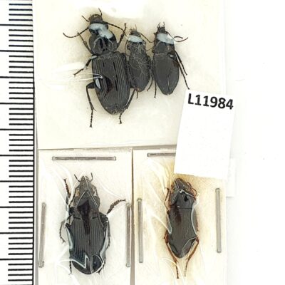 Carabidae sp., 5 ex., A1, Ukraine, L11984