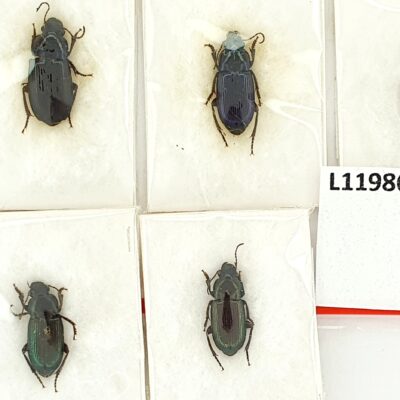 Carabidae, Harpalus distinguendus, 5 ex., A1, Georgia