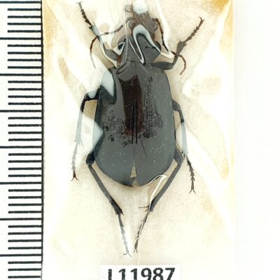 Carabidae, Calosoma sp., A1-, Iran