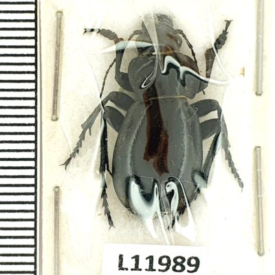 Carabidae, Callisthenes regelianus, A-, Tajikistan