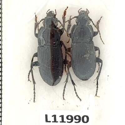 Carabidae, Abax parallelus, 2 ex, A1, Ukraine