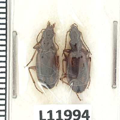 Carabidae sp., 2 ex., A1-, Afghanistan, L11994
