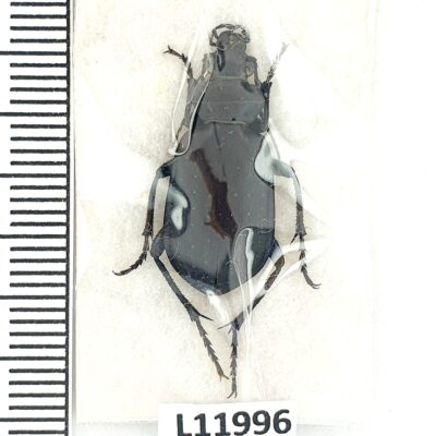 Carabidae, Calosoma auropunctatum dzungaricum, A1, Tajikistan