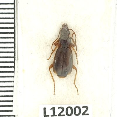 Carabidae sp., A1, Tajikistan