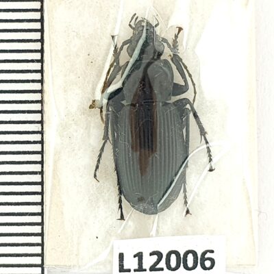 Carabidae, Pterostichus niger niger, A1, Ukraine