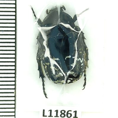 Scarabaeidae, Protaetia funebris, A1, Iran