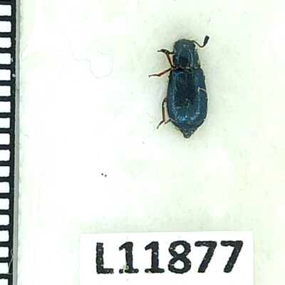 Cleridae sp., A1, Iran, L11877