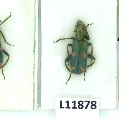 Cleridae, Trichodes sp., 3 ex., A1, Iran