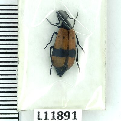 Meloidae, Hycleus colligatus, A1, Iran
