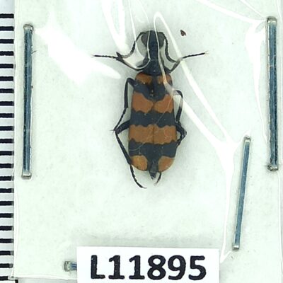 Meloidae, Croscherichia goryi, A1, Afghanistan