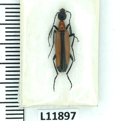 Meloidae, Lydomorphus angusticollis suturellus, A1, Iran