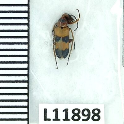 Meloidae, Nemognatha sp., A1, Oman