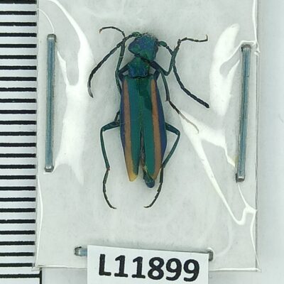 Meloidae, Lytta flavovittata, A1, Kazakhstan