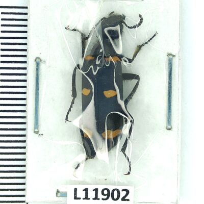Meloidae, Mylabris klapperichi, A1, Afghanistan