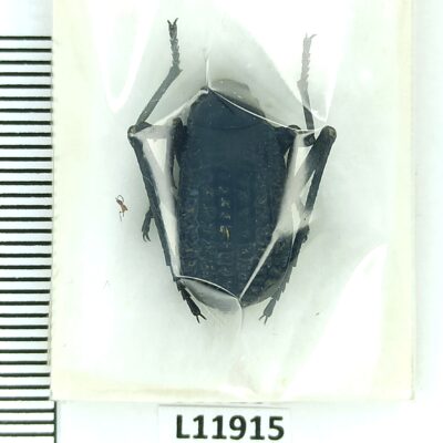 Tenebrionidae, Adesmia sp., A1, Oman, L11915