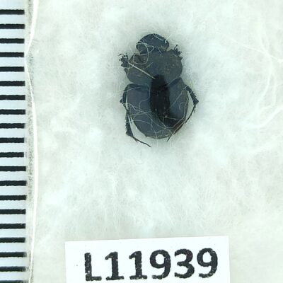 Scarabaeidae, Onthophagus sericatus, A1, Georgia