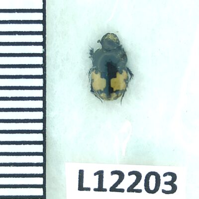 Scarabaeidae, Onthophagus leucomelas, A1, Tajikistan