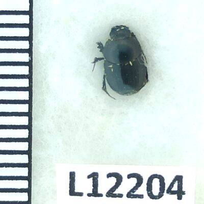 Scarabaeidae, Onthophagus ruficapillus, A1, Georgia