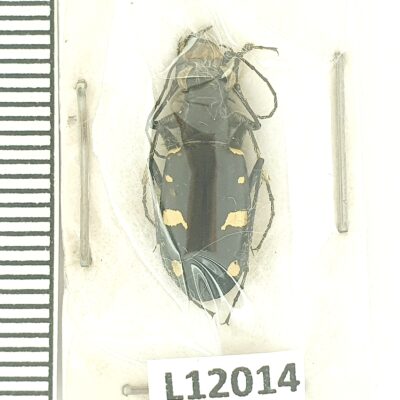 Carabidae, Cicindela granulata, A-, Kyrgyzstan