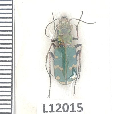 Carabidae, Cicindela soluta, A1, Ukraine