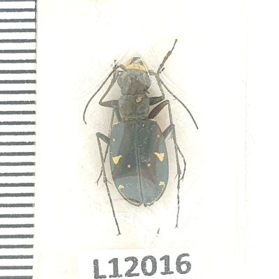 Carabidae, Cicindela turkestanica gissariensis, male, A2-, Tajikistan