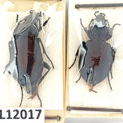 Carabidae, Carabus maurus, pair, A1, Türkiye