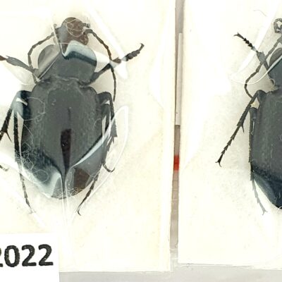 Carabidae, Carabus scabripennis, pair, A1, Türkiye