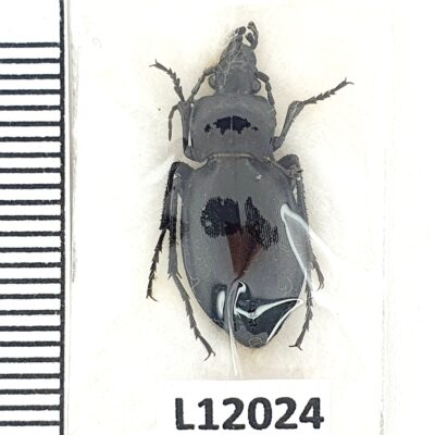 Carabidae, Carabus swaneticus, female, A1-, Georgia