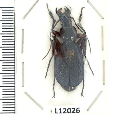 Carabidae, Carabus biebersteini fossiger, male, A2, Georgia