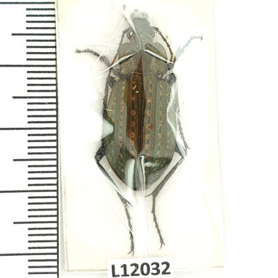 Carabidae, Carabus clathratus, female, A1, Ukraine
