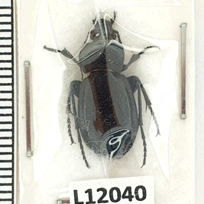 Carabidae, Carabus erosus carbonicolor, A-, Kazakhstan