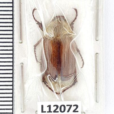 Scarabaeidae, Rhizotrogus (Amphimallon) solstitialis solstitialis, A1, Ukraine