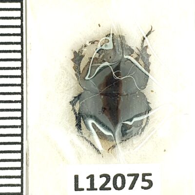 Scarabaeidae, Lethrus mithras, A1, Turkmenistan