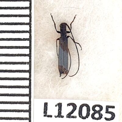 Cerambycidae, Theophilea subcylindricollis, A1, Ukraine