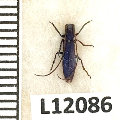 Cerambycidae, Agapanthia leucaspis, male, A1, Ukraine