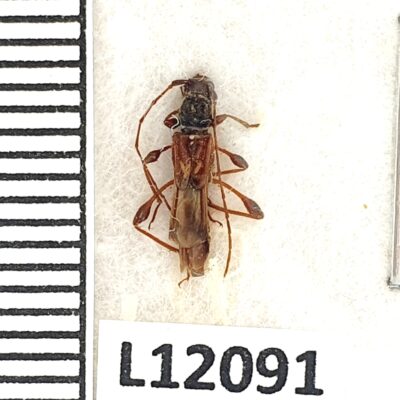 Cerambycidae, Molorchus sp., A1, Azerbaijan, L12091