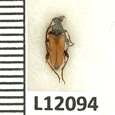 Cerambycidae, Pseudovadonia livida setosa, A1, Ukraine