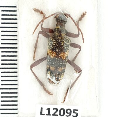 Cerambycidae, Rhagium fasciculatum, male, A1-, Georgia