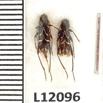 Cerambycidae, Chlorophorus sartor, 2 ex., A1, Ukraine, Crimea