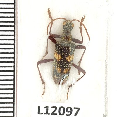 Cerambycidae, Rhagium fasciculatum, male, A1, Georgia